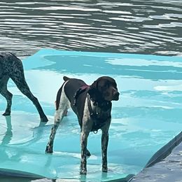 German Shorthaired Pointers from Brianna Potts White