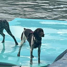 German Shorthaired Pointers from Brianna Potts White