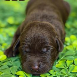 Brown Male - Chocolate male Labrador Retriever puppy in Carrollton, Virginia from Southern Heritage Retrievers