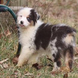 Storm - Blue merle female Australian Shepherd puppy in Mount Sterling, Ohio from Northern Lights Working Dogs