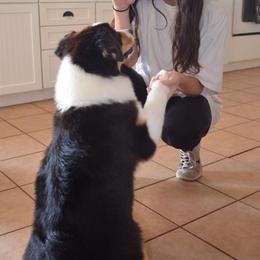 Australian Shepherd All Grown Up from Two or More Kennels
