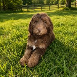 Jimmy - Chocolate merle male Bernedoodle puppy in Spring Valley, Wisconsin from Filipiak Breeders