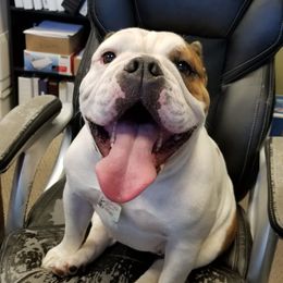 Vodka - English Bulldog