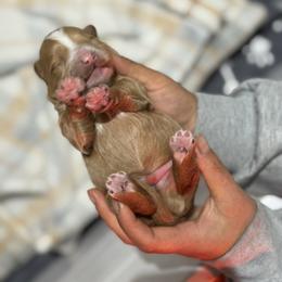 Rodeo - Brown and white male Bernedoodle puppy in Gainesville, Florida from Alyssa Xxweetdoodles