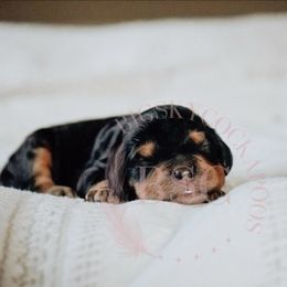 Blue Collar - Black and tan male Cockapoo puppy in Missoula, Montana from Big Sky Cockapoos