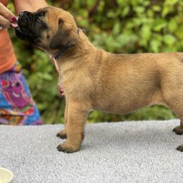Boy 5 dark orange - Apricot male Mastiff puppy in Fore Store, Virginia from Coopers Mastiffs & Duck Tollers