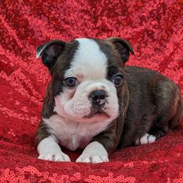 Patch - Brindle and white male Boston Terrier puppy in Perry, Oklahoma from Sitsler Bostons