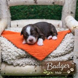 Badger - Tri-color male Bernedoodle puppy in Williamson, New York from Lakeside Doodles