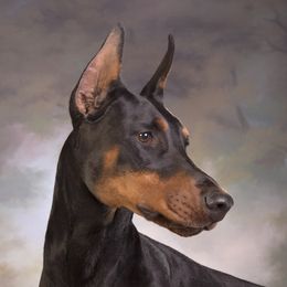 Fancy - Doberman Pinscher