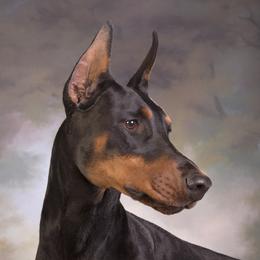 Fancy - Doberman Pinscher