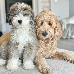 Aussiedoodle, Miniature Australian Shepherd, and Poodle Puppies from Fine and Dandy Aussiedoodles