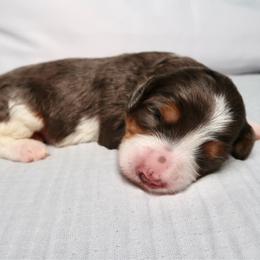 Kai - Merle female Bernedoodle puppy in Bowling Green, Ohio from Windy Creek Doodles