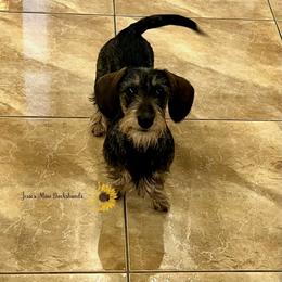 Birdie - Dachshund