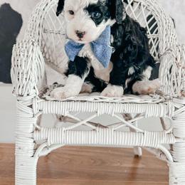 Checkers - Black and white male Bernedoodle puppy in Otisville, Michigan from Danie’s Darling Doodles LLC