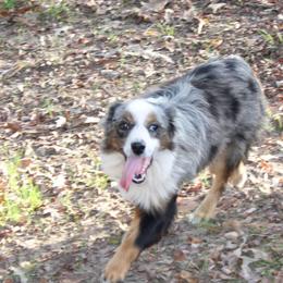 Cooper - Miniature Australian Shepherd
