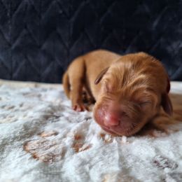 Buddy - Yellow male Labrador Retriever puppy in Bemidji, Minnesota from Northern Star Elite Quality Labrador Retrievers