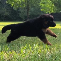 Cody vom Zuflucht - Male - Black and red male German Shepherd puppy in Charlotte, North Carolina from Zuflucht K9s