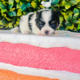 Keebler - Black and tan parti male Pomeranian puppy in Buck Valley, Pennsylvania from Buck Valley Pomeranians