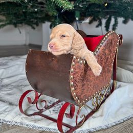 Ginger - Cream female Dachshund puppy in Kissimmee, Florida from Mini Doxie Cuties