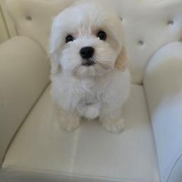 Givenchy - Cream male Maltipoo puppy in Washington from Mt.BakerPoodles&Doodles