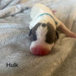 Hulk - Blue male Great Dane puppy in Cda, Idaho from Great Wood Danes