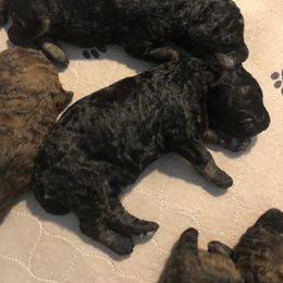 Poodle Puppies from Tails Up Standard Poodles