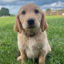 Peach - Golden female Golden Retriever puppy in Mount Carmel, Tennessee from HS Goldens