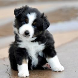 Astro - Black tri male Miniature Australian Shepherd puppy in Wichita Falls, Texas from Shooting Stars Ranch Toy and Mini Aussies
