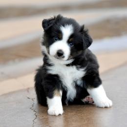 Astro - Black tri male Miniature Australian Shepherd puppy in Wichita Falls, Texas from Shooting Stars Ranch Toy and Mini Aussies