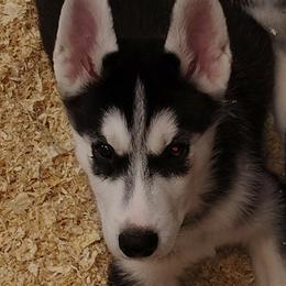Big mack - Black and white male Siberian Husky puppy in Heppner, Oregon from Yuki Ookami Show Kennel