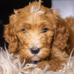 Brody - Red male Bernedoodle puppy in Tyner, Kentucky from Good Dog Doodles