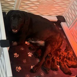 Labrador Retriever Puppies from Lookout Mountain Labrador Retrievers