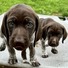 German Shepherds and German Shorthaired Pointers from High Flyers Kennel