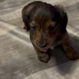 Male 2 - Dapple male Dachshund puppy in Hemphill, Texas from Chapman Doxies