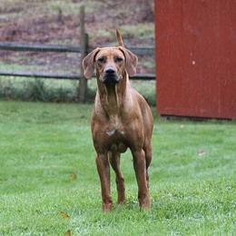 Rhodesian Ridgebacks from SUNCENTRAL RIDGEBACKS