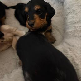 Hazel - Black and tan female Dachshund puppy in Tampa, Florida from Mini Dachshund Duo Pups