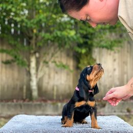 Black and Tan Coonhound Puppies from Toodaloo Coonhounds