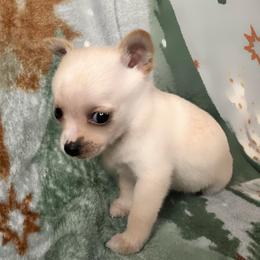 Frosty - Cream and white male Chihuahua puppy in Richland, Washington from Northwest Paws