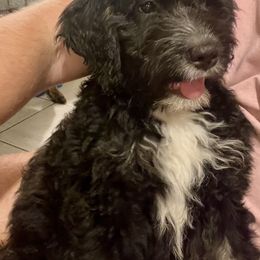 Bernedoodle Puppies from Orlando Bernedoodles