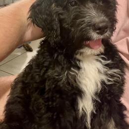 Bernedoodle Puppies from Orlando Bernedoodles
