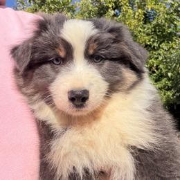 Wesley - Black tri male Miniature Australian Shepherd puppy in Oroville, California from Puppy Love Ranch Mini Aussies