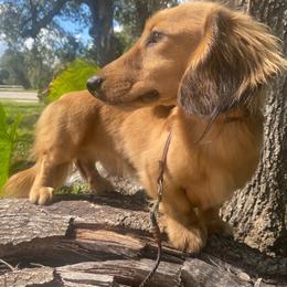 Romeo - Cream male Dachshund puppy in De Soto County, Florida from Countridox Dachshunds