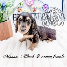 Moana - Black and cream female Dachshund puppy in Prairieville, Louisiana from Southern Barron Danes & Dachshunds