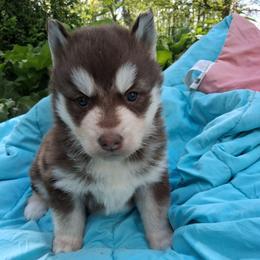 Garden - Red and white male Siberian Husky puppy in West Liberty, Ohio from Skyfallsiberians