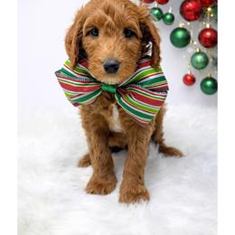 Woody - Red  male Goldendoodle puppy in State Road, North Carolina from Must Love Doodles