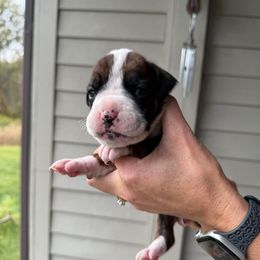 Ember - Brindle female Boxer puppy in Jamesville, New York from Reynolds Homestead Boxers