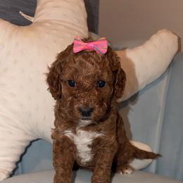 Bo Peep - Apricot female Goldendoodle puppy in Springfield, Tennessee from BK3 Miniature Goldendoodles