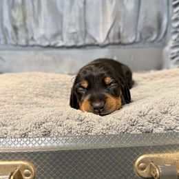 Cranberry - Black and tan female Dachshund puppy in Anderson, Alabama from Pasek Kennels