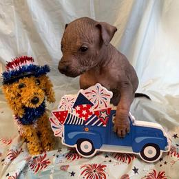 Horchata - Black white and tan female Xoloitzcuintli puppy in Manitowoc, Wisconsin from Wonderland Kennel