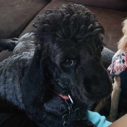 Rhett - Cockapoo